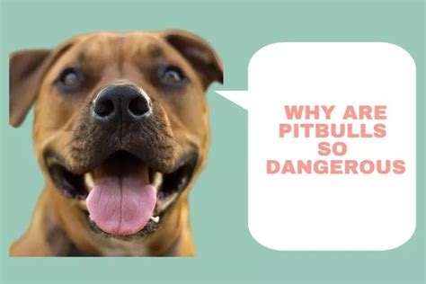 why are pitbulls so dangerous.